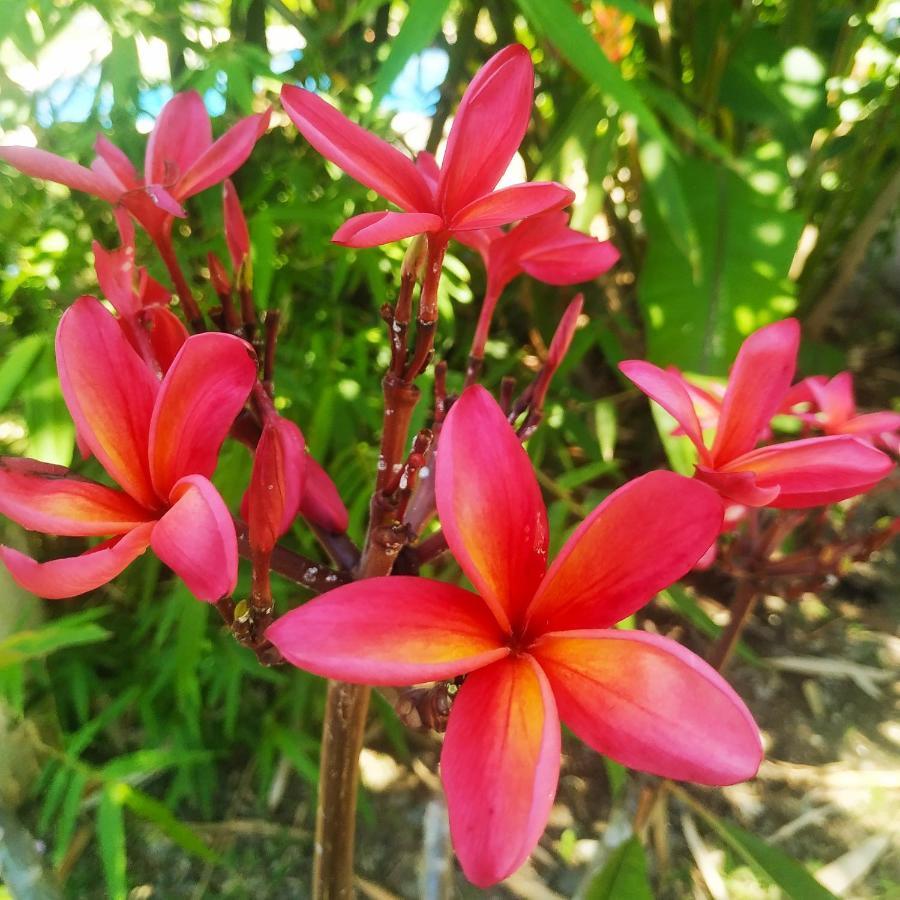 Black Bamboo Puerto Viejo de Talamanca ภายนอก รูปภาพ
