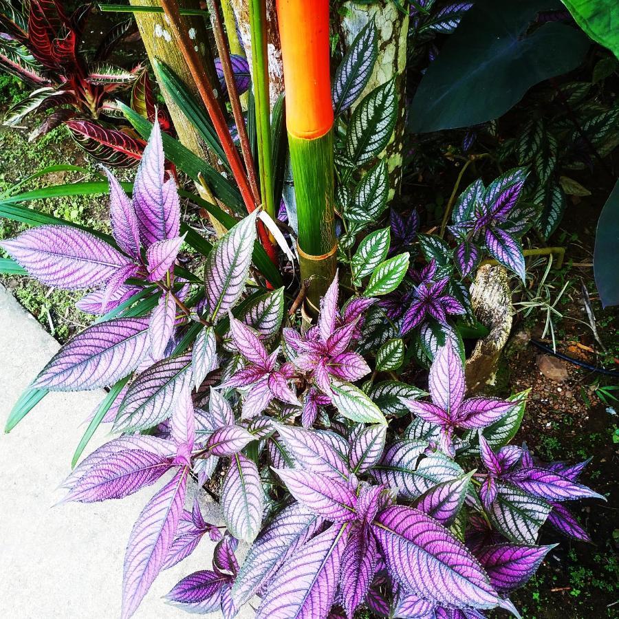 Black Bamboo Puerto Viejo de Talamanca ภายนอก รูปภาพ